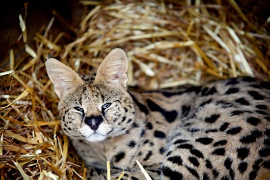Animal Encounter (eVoucher)